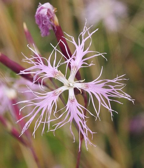 513px-dianthus_superbus_140805.jpg