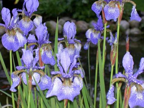 iris-sibirica.jpg