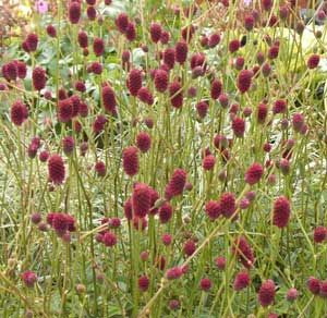 sanguisorba_officinalis_tanna.jpg